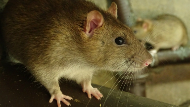 AUDIO: Una veterinaria explicó los efectos de la droga en roedores.