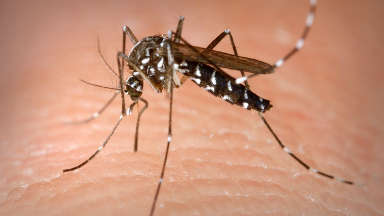 AUDIO: Cinco nuevos casos de dengue autóctono en Córdoba