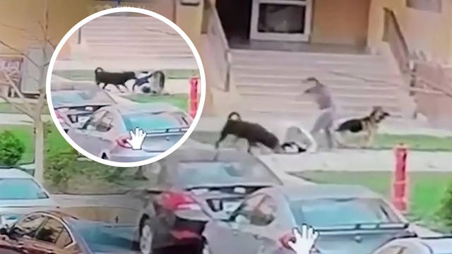 FOTO: Video: una mujer protegió a un niño de dos feroces perros