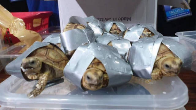 FOTO: Hallaron 1.500 tortugas en cuatro valijas en un aeropuerto