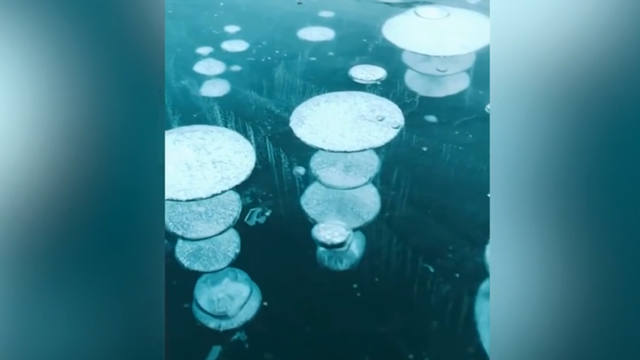 FOTO: Increíbles burbujas congeladas encantan al mundo