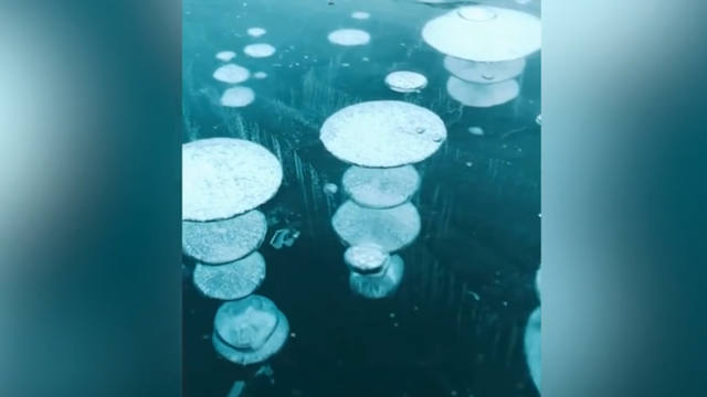 Increíbles burbujas congeladas encantan al mundo