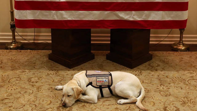 La foto del perro de Bush que conmueve a todo el mundo