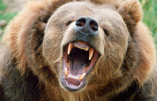 FOTO: Un oso mató a una mujer y su beba en un bosque de Canadá