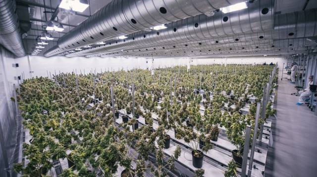 Ni Bitcoin ni oro, lo que mejor cotiza es el cannabis