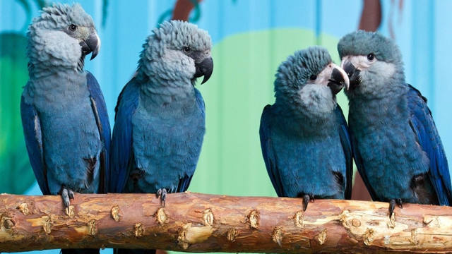 Declaran extinto al guacamayo que inspiró el film 