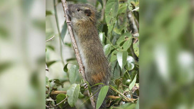 FOTO: Reapareció una rara especie de roedor en Machu Picchu