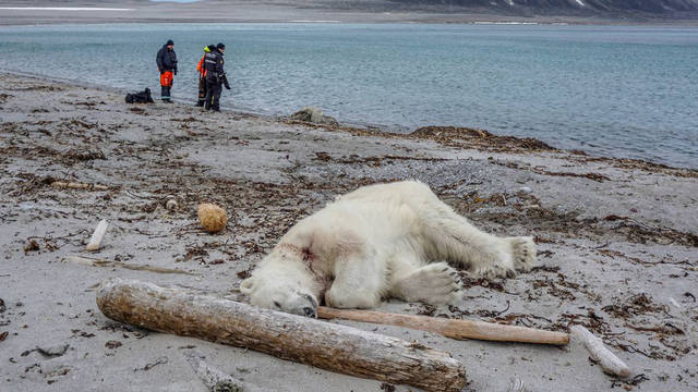 Mataron a un oso polar que atacó a un guía turístico