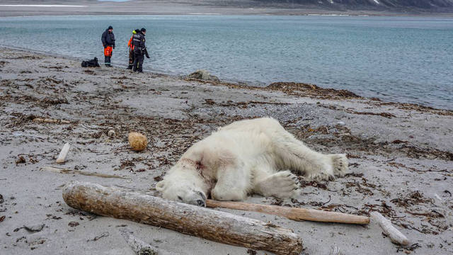 FOTO: Mataron a un oso polar que atacó a un guía turístico