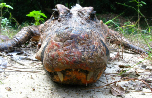 Misterio en Gabón: hallan cocodrilos de color naranja