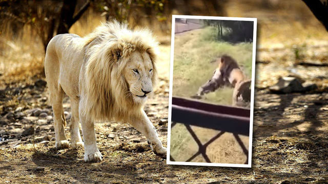 Dramático ataque de un león a su cuidador en Sudáfrica