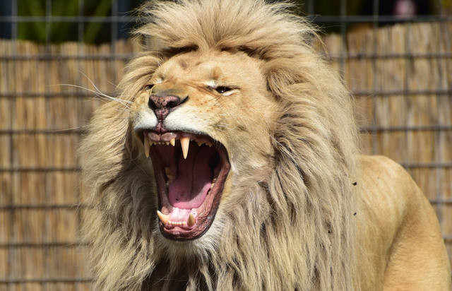 Dramático ataque de un león a su cuidador en Sudáfrica