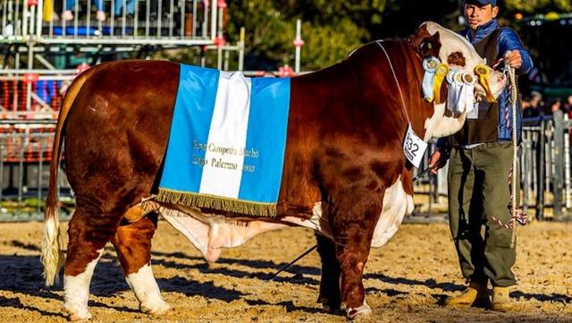 FOTO: Un toro cordobés fue el Gran Campeón Macho Braford