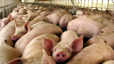 AUDIO: Se faena más carne de cerdo que bovina en Córdoba