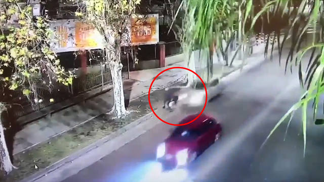 Ebrio, arrolló a un ciclista, huyó y chocó contra otro auto