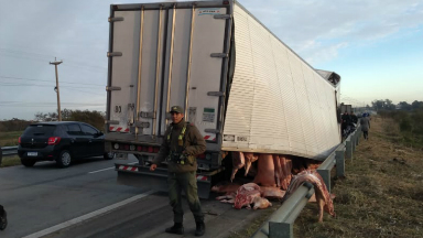 AUDIO: Un camión se desfondó y perdió su cargamento de cerdos