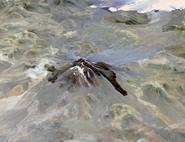 El volcán Llullaillaco, en el límite entre Salta y Chile.