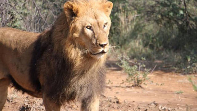 FOTO: Liberaron a dos leones de Santiago del Estero en Sudáfrica