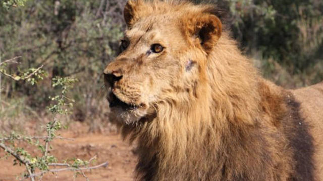 FOTO: Liberaron a dos leones de Santiago del Estero en Sudáfrica