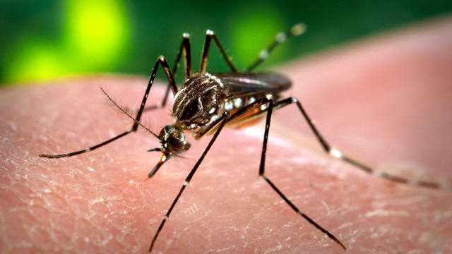 FOTO: Detectan cuatro nuevos casos de dengue en Córdoba
