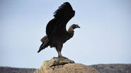 Liberaron en las Altas Cumbres a un cóndor rehabilitado