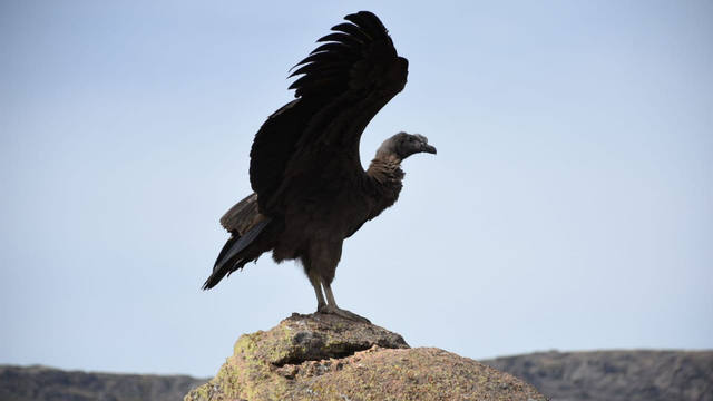Liberaron en las Altas Cumbres a un cóndor rehabilitado