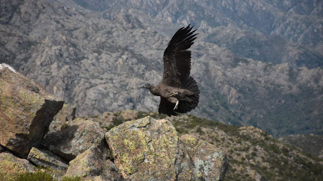 Liberaron en las Altas Cumbres a un cóndor rehabilitado