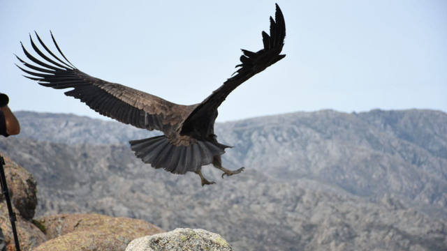 Liberaron en las Altas Cumbres a un cóndor rehabilitado