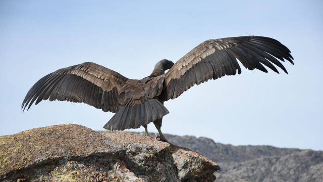 Liberaron en las Altas Cumbres a un cóndor rehabilitado