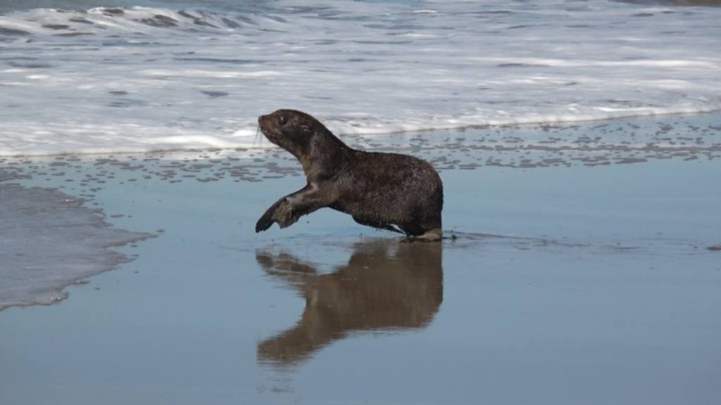 El emotivo regreso al mar de un lobo marino rescatado