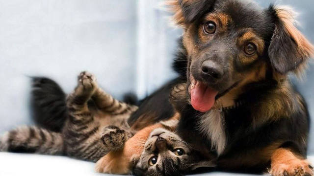 Por qué se conmemora hoy el Día del Animal