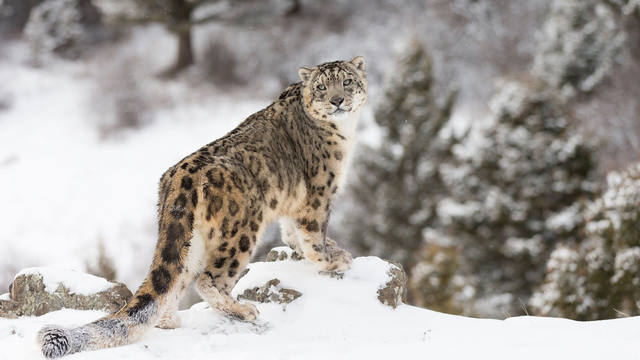 La increíble foto de un leopardo camuflado en la nieve