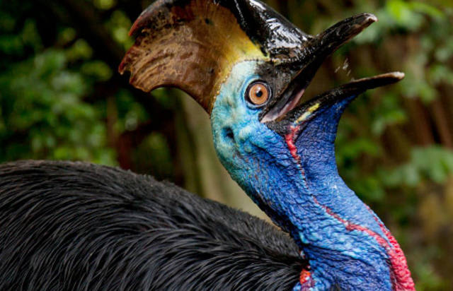 FOTO: Un casuario, el ave más peligrosa del mundo, mató a su dueño
