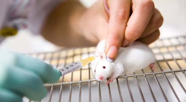 FOTO: Logran eliminar el cáncer de páncreas en ratones