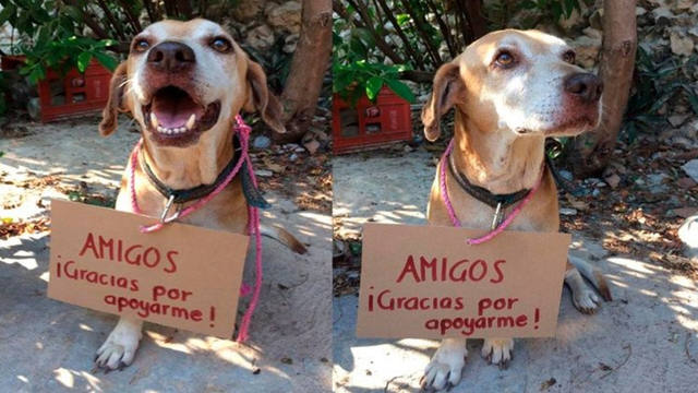 FOTO: Un perro vende postres para costear su quimioterapia