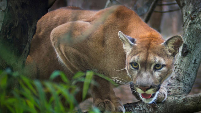 Un puma cruzó a nado el río Paraná y causó revuelo en Itatí