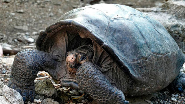 FOTO: Encontraron una tortuga que se creía extinta hace 100 años