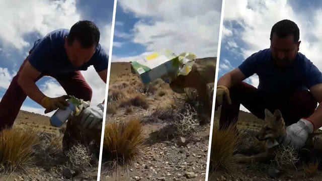 Salvó a un zorro de morir asfixiado en una caja de vino