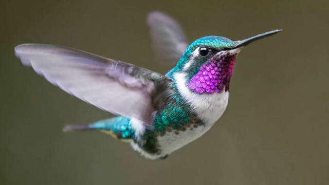 FOTO: Video: el ronquido de un colibrí causa asombro