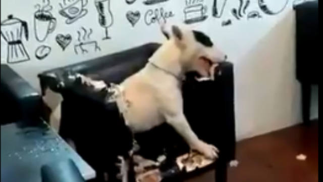 FOTO: Perro entró a una heladería y rompió parte de su mobiliario