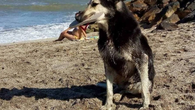 FOTO: Furor en la costa por el perro 