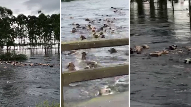 La potente crecida del río Corrientes arrastró ganado