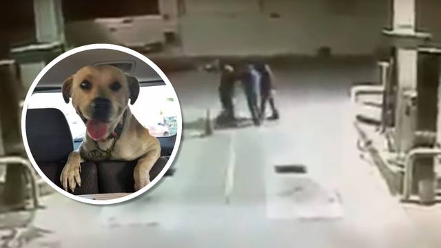 FOTO: Un perro callejero salvó a un playero de un asalto