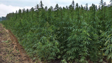 AUDIO: Jujuy firmó un acuerdo para cultivar y producir cannabis