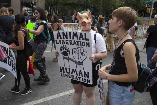 FOTO: Proponen cambiar dichos que banalizan el sufrimiento animal