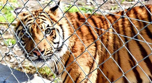Tigre zoológico Olavarría