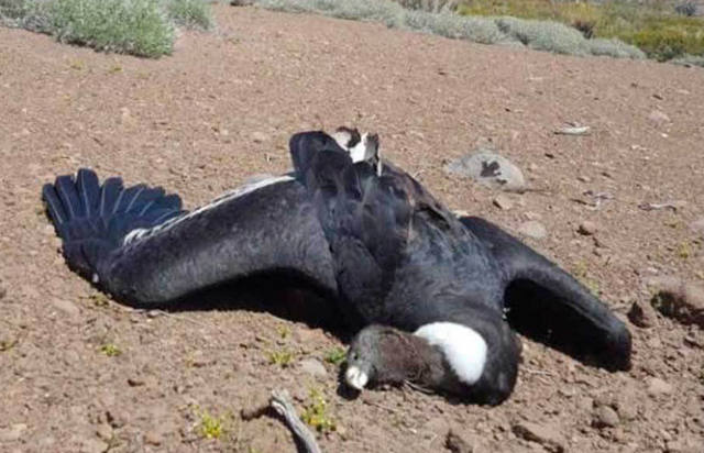 FOTO: Encontraron 23 cóndores andinos muertos en La Patagonia