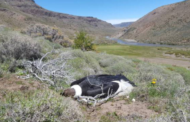 FOTO: Encontraron 23 cóndores andinos muertos en La Patagonia