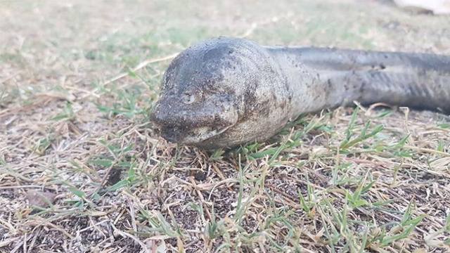 FOTO: Hallaron un extraño animal en el lago San Roque