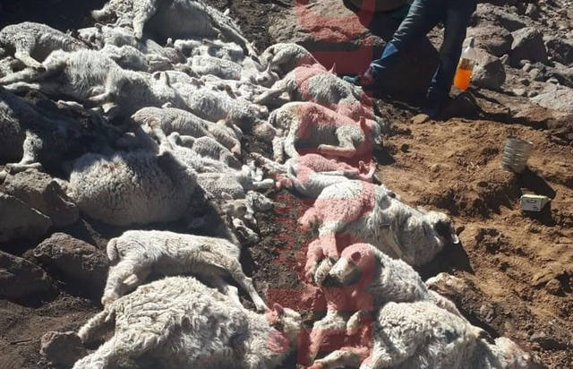 FOTO: Dos pumas devastaron un rebaño de ovejas en Jujuy